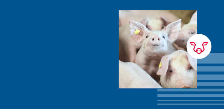 blattin in der praxis schwein blattivit mineralfutterkonzept banner schwein thema blau blattin in der praxis schwein blattivit mineralfutterkonzept banner schwein thema blau